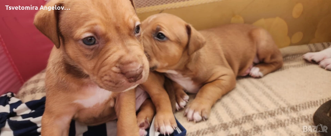 Американски питбул териер , снимка 1