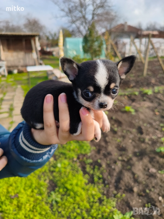 Чихуахуа , снимка 1
