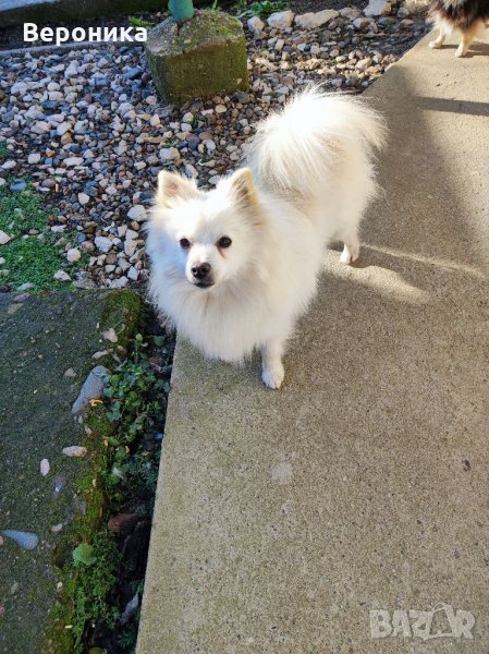 Мъжки мини Шпиц за Разплод 4кг, снимка 1