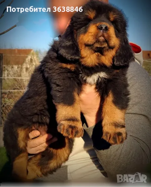 Тибетски мастиф, снимка 1