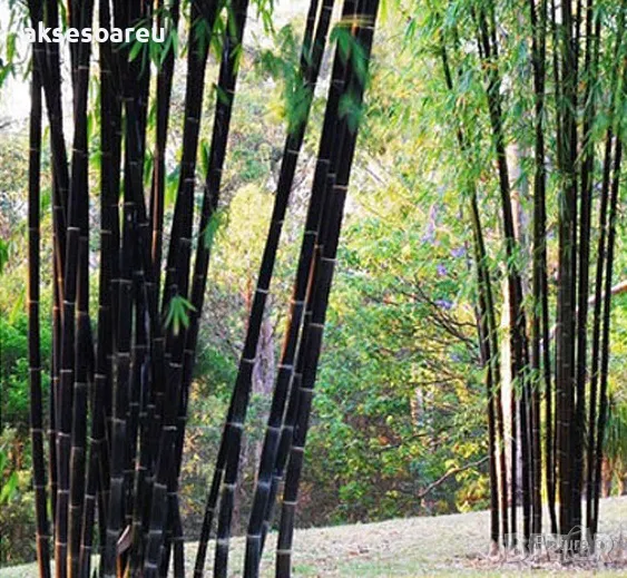 100 висококачествени семена Студоустойчив черен бамбук от САЩ за Декорация на дома и Градината , снимка 1