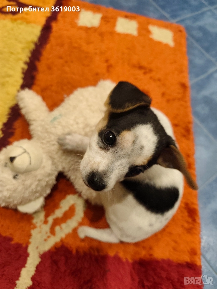 Пинчер , снимка 1