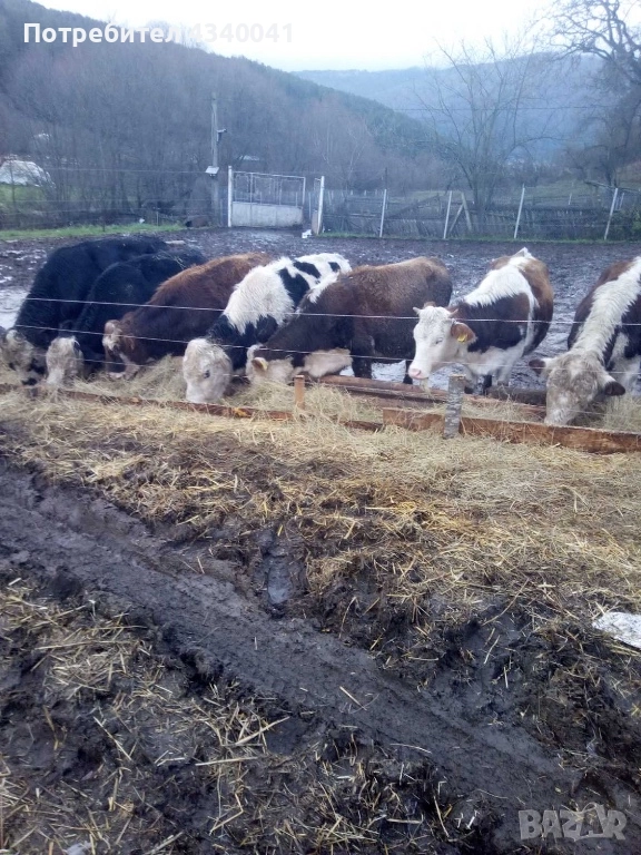 Телета , снимка 1