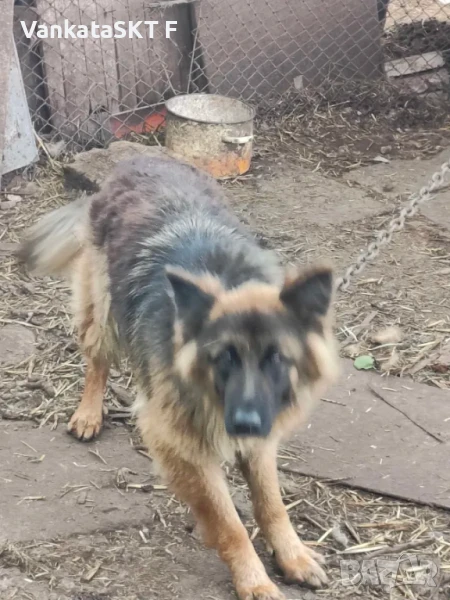 Немска овчарка, снимка 1