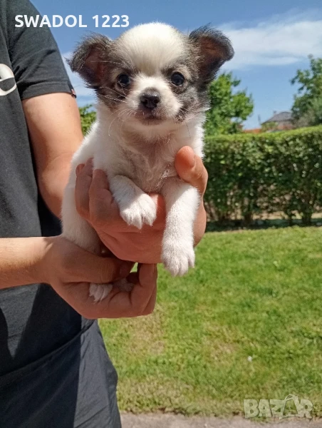 Продавам Чихуахуа , снимка 1