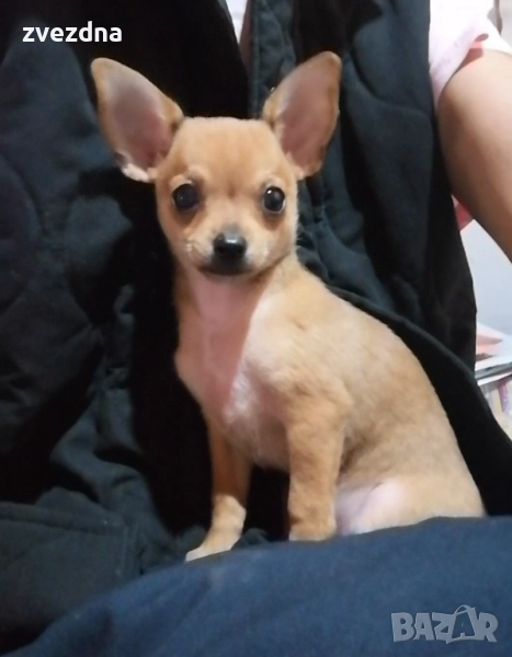 Чиху пинчер, снимка 1