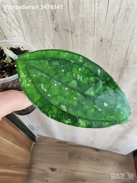 Хоя Germany Pa La U, снимка 1