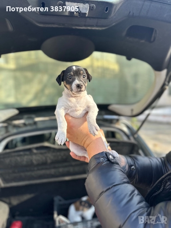 Джак Ръсел териер , снимка 1