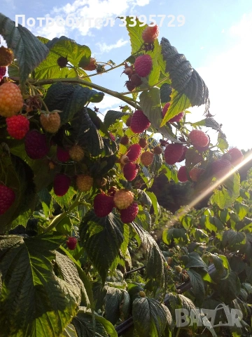 разсад за ягоди само сега не изпускаите шанса запазете си разсад за ягоди 0.30€, снимка 4 - Разсади - 53264169