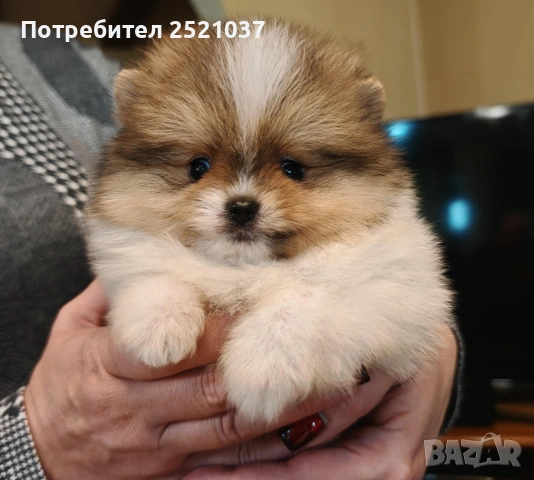 Мини померанчета момиченца и момченца, снимка 11 - Померан - 53174536