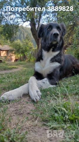Две мъжки.Между Каракачанка и Ловджийски куче , снимка 8 - Други - 53005695