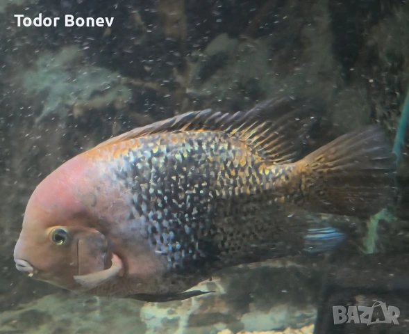 Продавам тези три красиви риби Астронатус,гибицепс