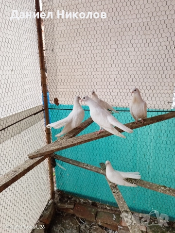 Продавам млади старозагорски бели гълъби високолетачи , снимка 2 - Гълъби - 52881884