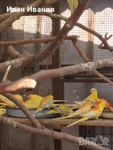 пойни папагали, снимка 5 - Папагали - 51924627