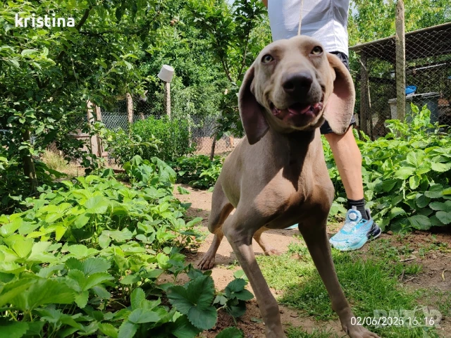 ваймаранер женски 2г., снимка 1