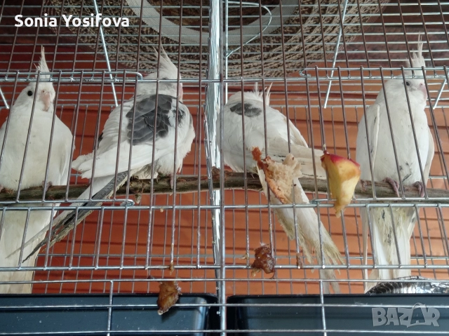 папагал Корела, снимка 2 - Папагали - 52733029