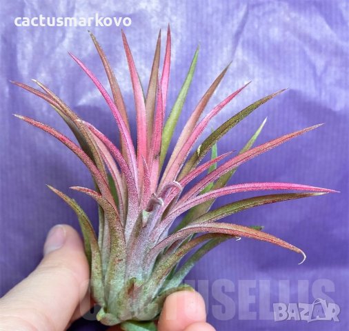 Tillandsia ionantha rood, снимка 3 - Стайни растения - 43941987