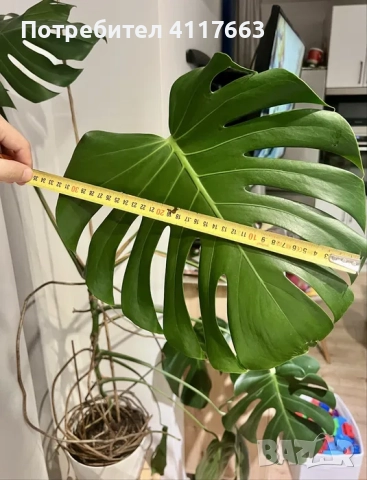 Монстера Делициоза, снимка 5 - Стайни растения - 52372919