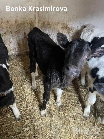 4 женски 1 мъжко , снимка 7 - Крави - 53291855
