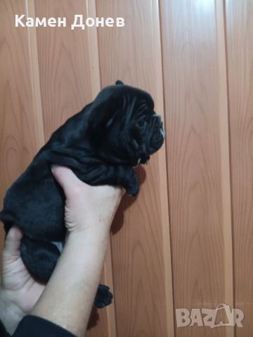 Френски булдог , снимка 16 - Френски булдог - 52957098