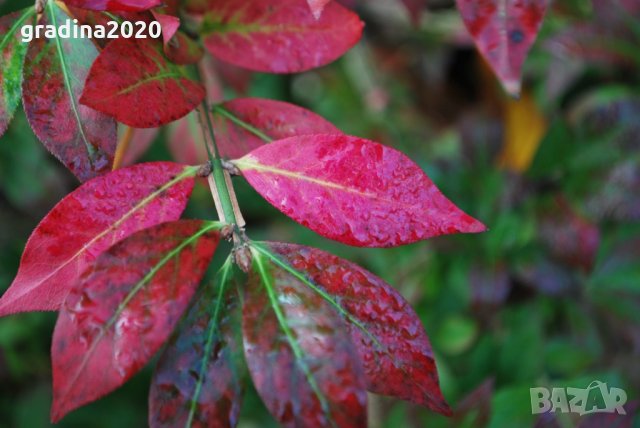 Oгнен храст - Euonymus alatus Студоустойчив , снимка 3 - Разсади - 33631552