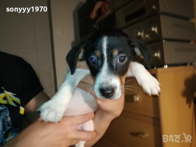 ЖЕНСКО КУТРЕ ДЖАК РЪСЕЛ 1310250645, снимка 3 - Джак ръсел териер - 52032852