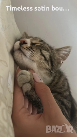 Подарявам мило игриво и гальовно коте, снимка 3 - Други - 53213333