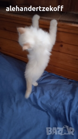 Невска маскарадна котка Neva Masquerade, снимка 13 - Сибирски - 51691685