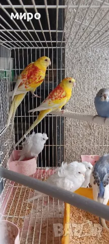 Пойни папагали и хеликоптери!, снимка 7 - Папагали - 49715572