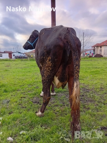 Юница на първо теле , снимка 3 - Крави - 52669827