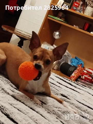 Сърнист пинчер на 1г. - мъжки, кастриран, снимка 2 - Пинчер - 52858061