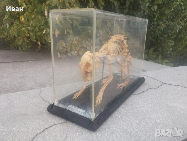 Соц Скелет на заек , снимка 2 - Колекции - 51686534