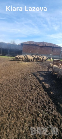 Заплодени овце