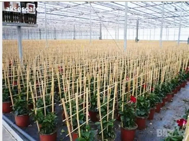 Качествени семена от бамбук Moso Bambo бързо растящи растения за дома бамбуков разсад за украса , снимка 6 - Сортови семена и луковици - 48994928