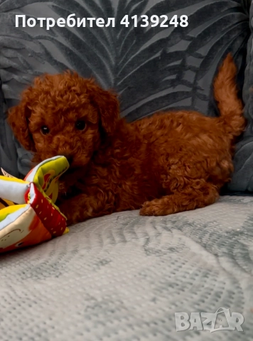 Чистокръвно женско мини пуделче, снимка 8 - Пудели - 52821868