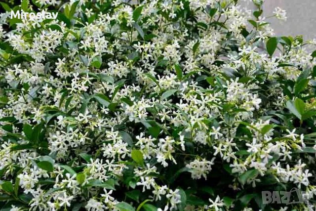Жасмин(Бял Ароматен), снимка 5 - Градински цветя и растения - 40517435