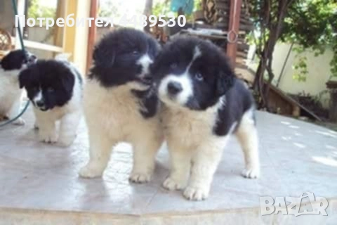 Сертифициран Развъдник продава българско овчарско куче / каракачанка, снимка 13 - Каракачанска овчарка - 50499590
