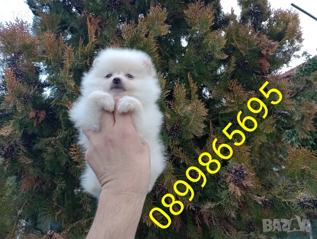 Померани. Реални снимки от 22.12.25 год. , снимка 6 - Померан - 52876291