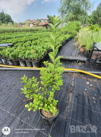 Лигуструм вечнозелен, снимка 6 - Градински цветя и растения - 51128599