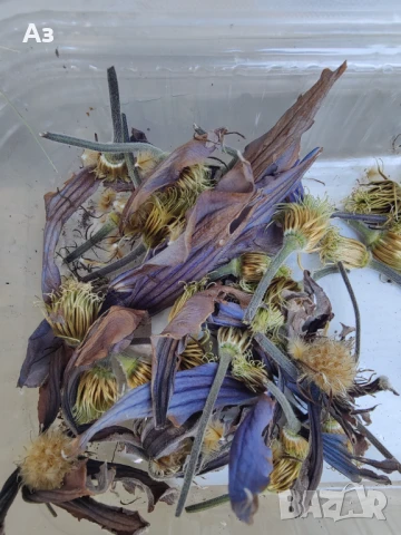 Продавам семена на Клематис - тъмно син и розов, български сорт, снимка 6 - Сортови семена и луковици - 50887014