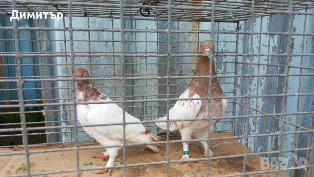 Продавам Унгарци