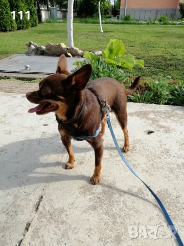 Мъжки Пинчер за Разплод, снимка 2 - Пинчер - 26557221