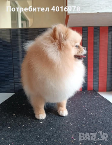 Померани Момчета с Родословие , снимка 12 - Померан - 52748219