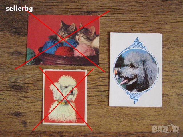 Пощенски картички с кучета и котки от 1973 и 1989 г., снимка 1 - Колекции - 28619623