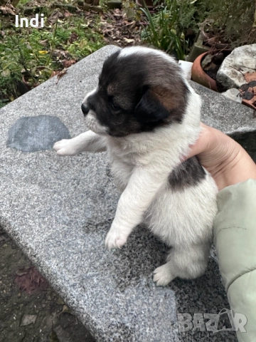 Кученца, снимка 3 - Други - 52733936