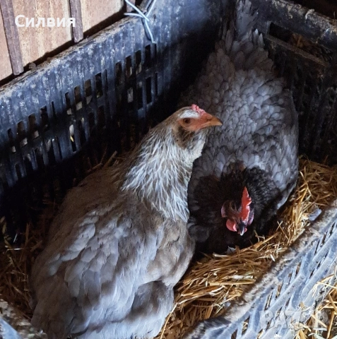 Сини яйца за излюпване , снимка 7 - други­ - 53204222