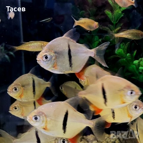 Милеус шомбургки 4см