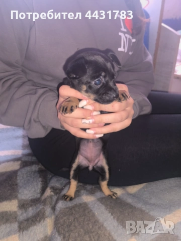 Пинчер, снимка 2 - Пинчер - 53507544