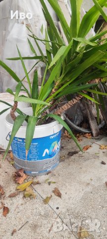 Юки - пауми, снимка 4 - Градински цветя и растения - 43265832