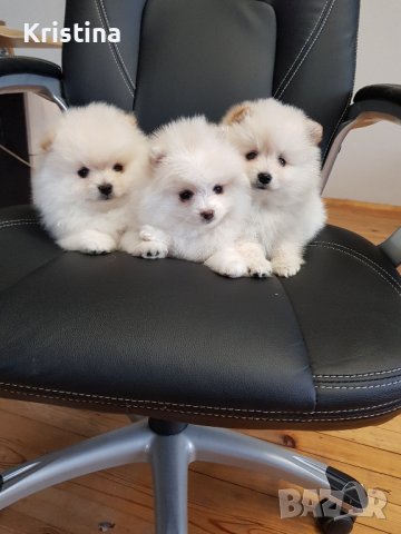 Померани померан померанчета, снимка 2 - Померан - 43700714